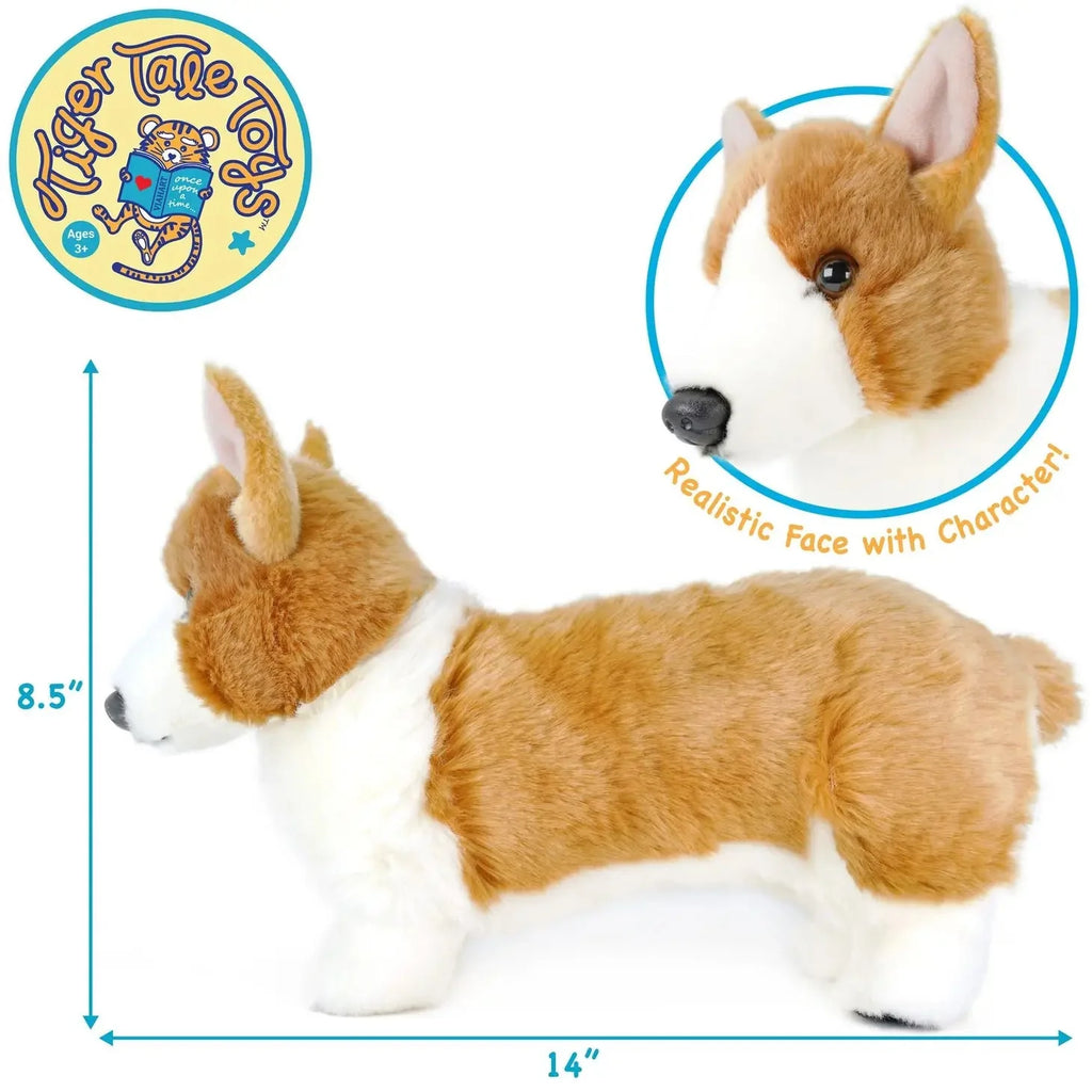 Carlotta the Corgi