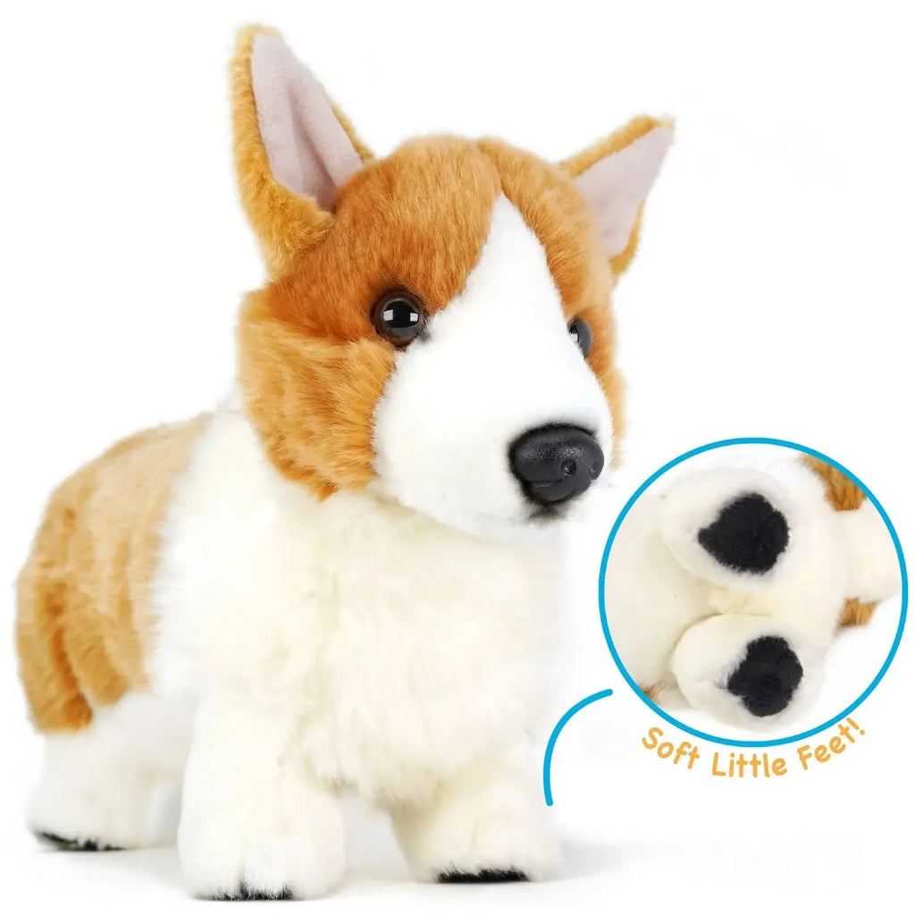 Carlotta the Corgi